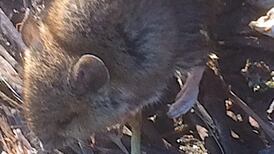 Is this a field mouse with a long tail? Readers’ nature queries