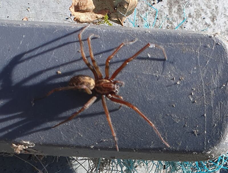House spider. Can you see a skull on its back? Photograph: Stephen O'Brien
