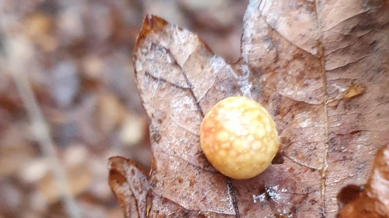 Oak leaf with a cherry gall caused by a small wasp, which lays an egg on the leaf