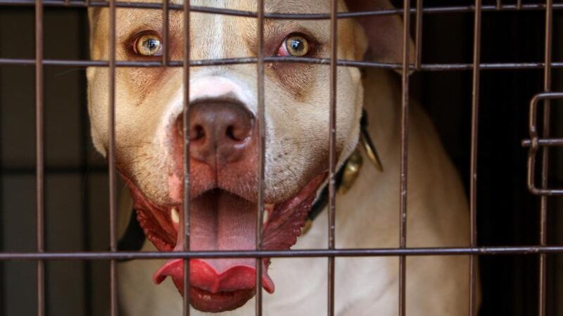 It’s a dog’s life: An impounded pitbull. Photograph: Dominic Lipinski/PA Wire