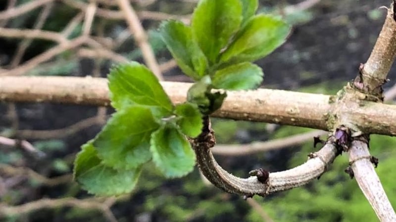 Elder tree in leaf