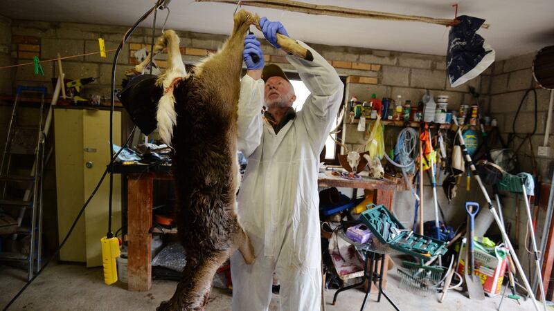 Deer hunter John Lalor butchering the carcass of a deer at his home. Photograph: Alan Betson