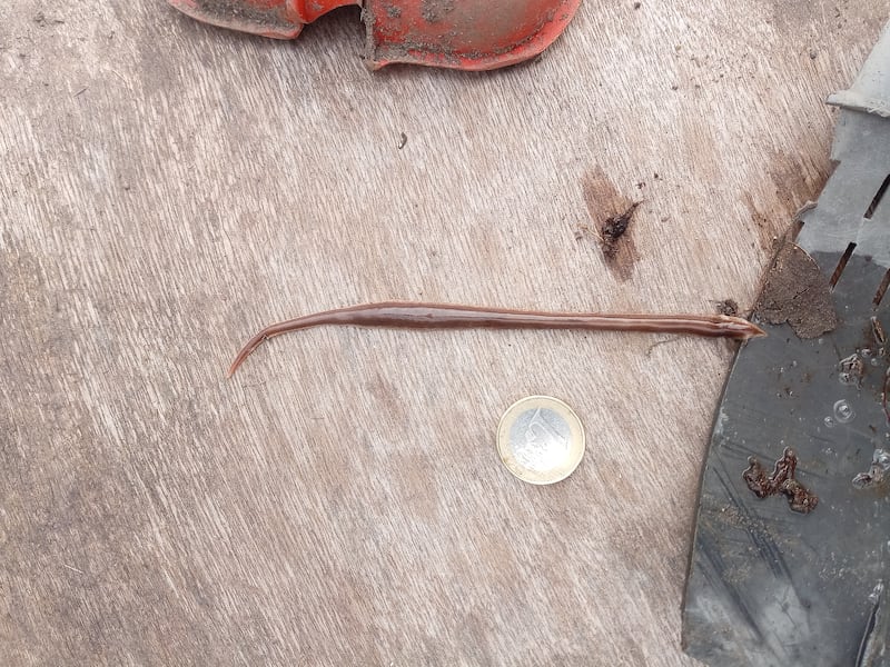 New Zealand flatworm. Photograph supplied by James and Colm Brosnan