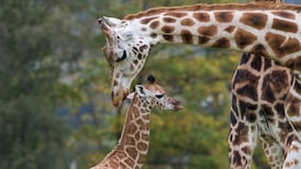 Tall story: Fota Wildlife Park seeks Irish name for giraffe
