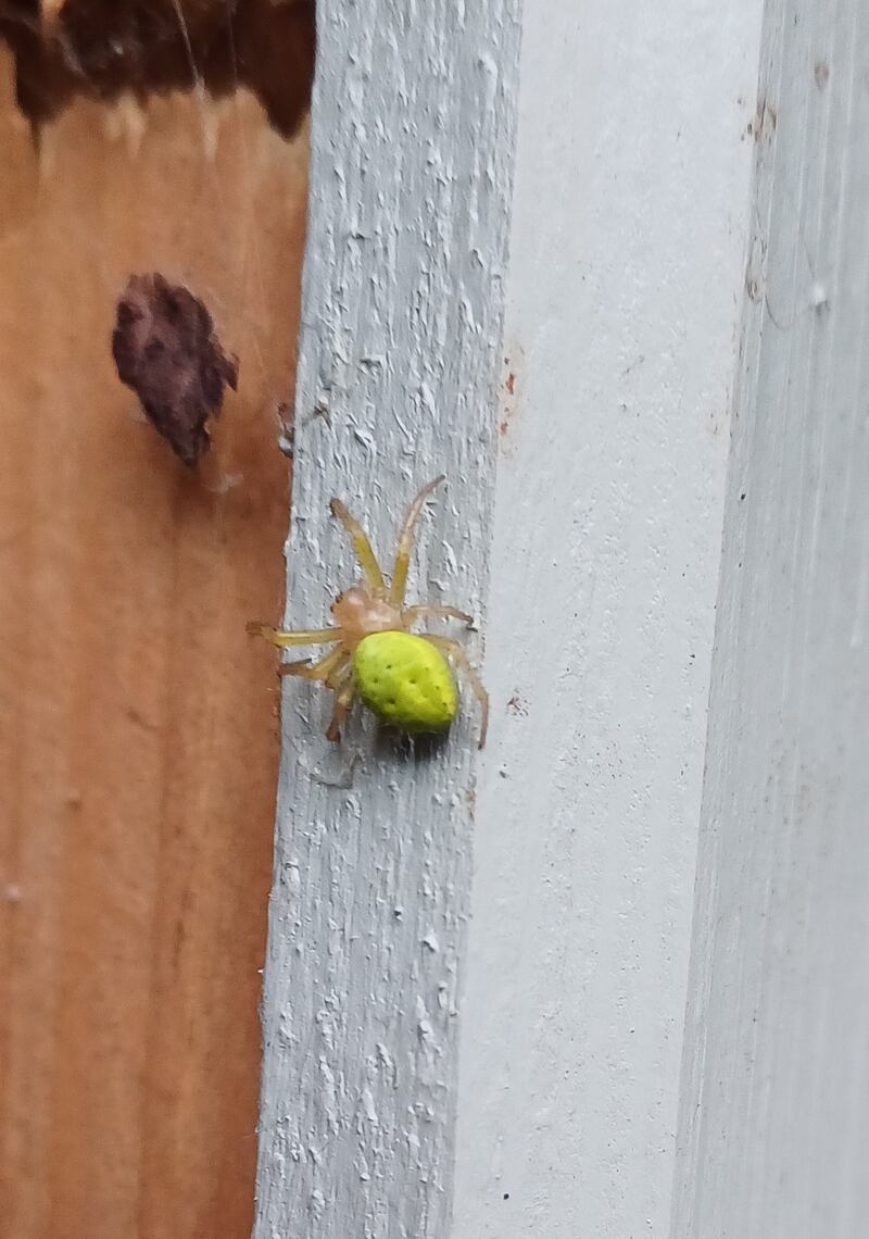 Cucumber spider. Photograph supplied by Matthew Reynolds (9)