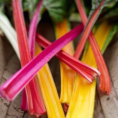 Freshly picked ruby chard. Photograph: Richard Johnston
