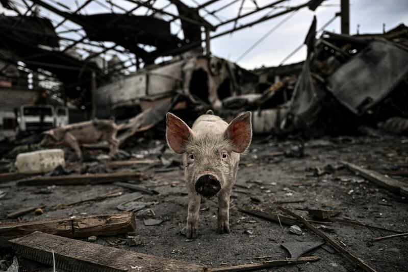 Pigs in a destroyed agricultural facility in the village of Verkhniokamyanske, eastern Ukraine. Photograph: Aris Messinis/AFP via Getty Images