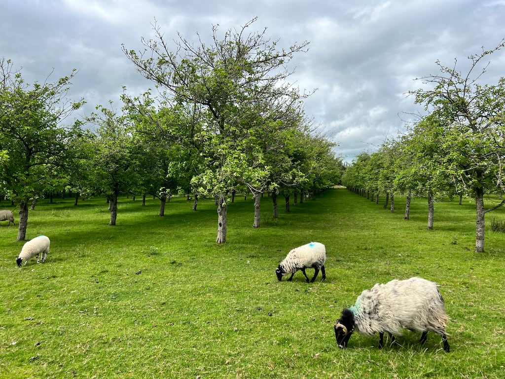 Sheep grazing the Bulmer's orchard outside Clonmel: C&C Group, the drinks company behind Bulmers and Tennent’s, faces limited sales growth over the medium term if it does not carry out mergers and acquisitions to boost its stable of brands, according to analysts to a new report from RBC Capital Markets