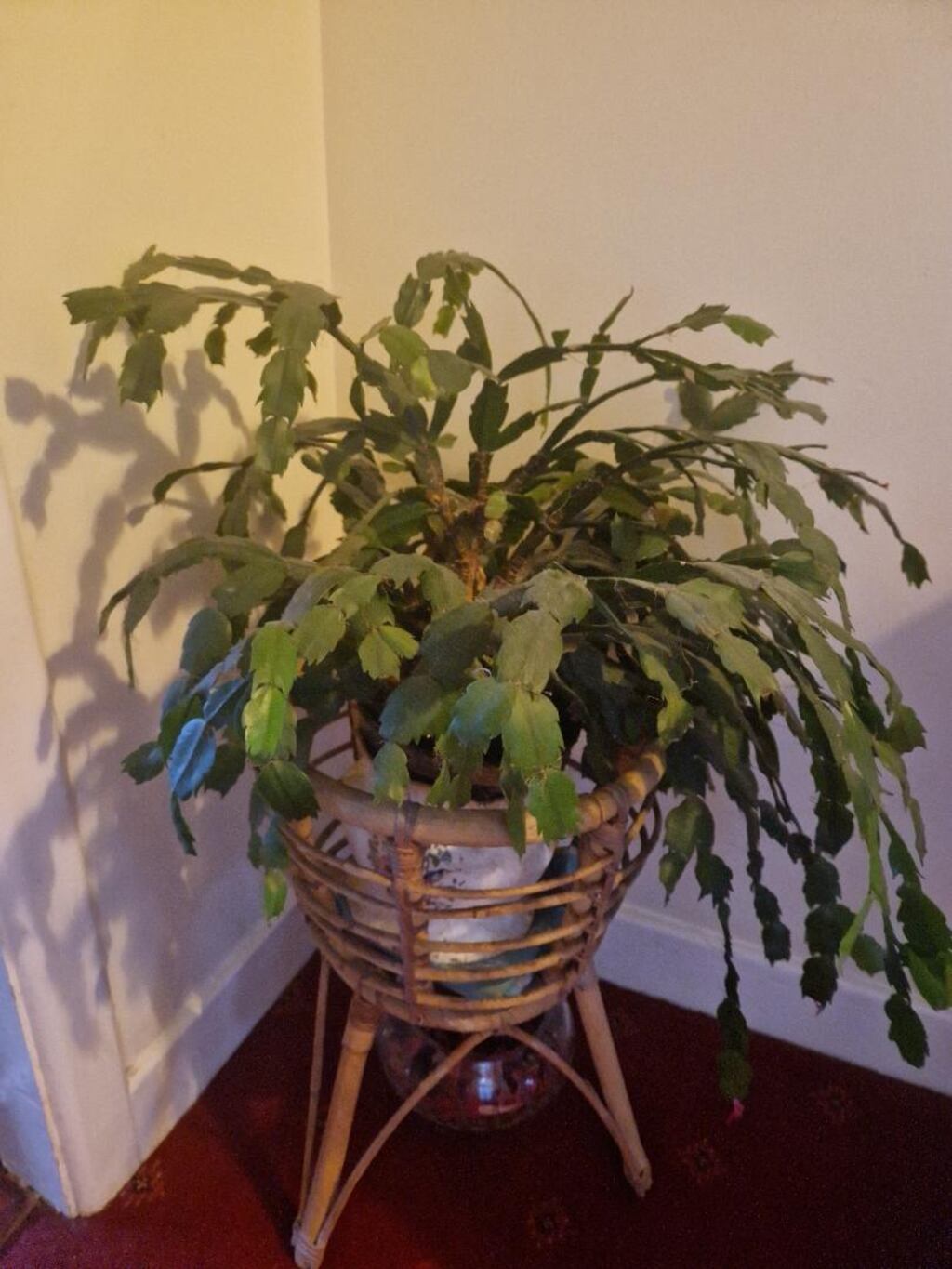 The Christmas cactus is a very popular houseplant