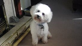 Why does the death of a pet matter to us so much?