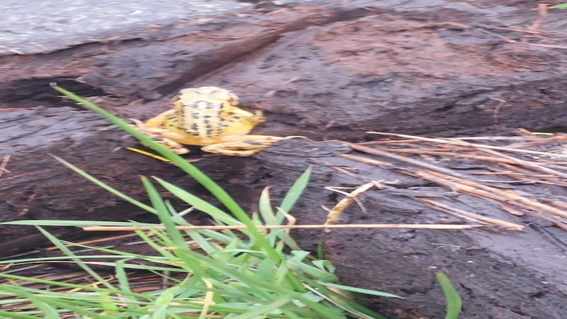 Common Frog. Photograph: Frank Folan