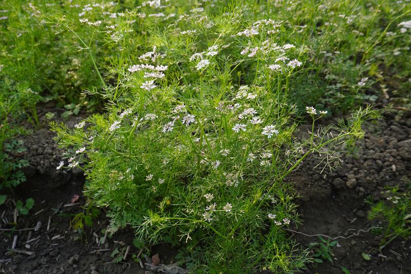White coriander flowers. Photograph: Getty