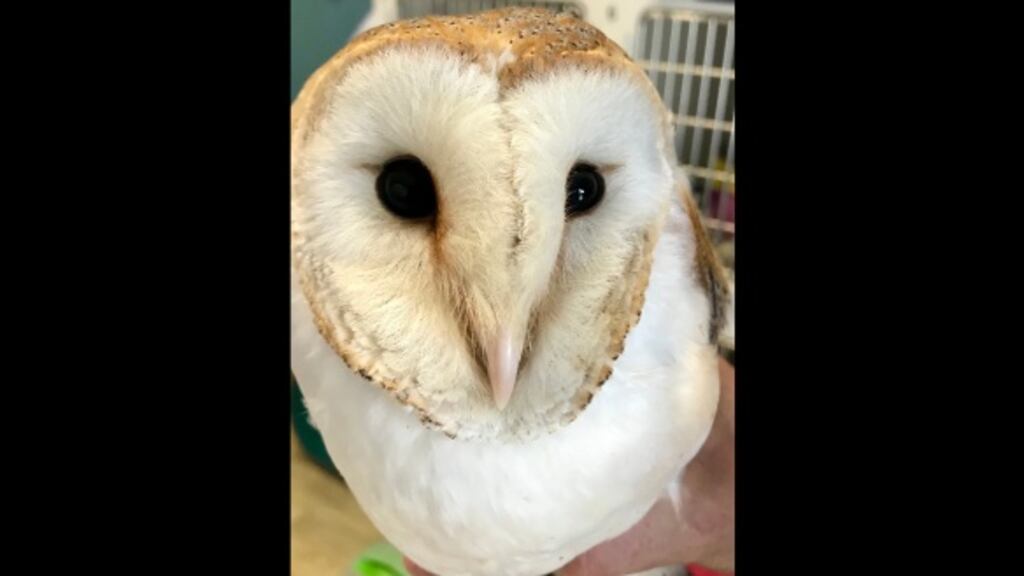 Barbara Devlin, a volunteer at the Kildare Animal Foundation Wildlife Unit, came across the owl in mid-June, after he had been hit by a van.
