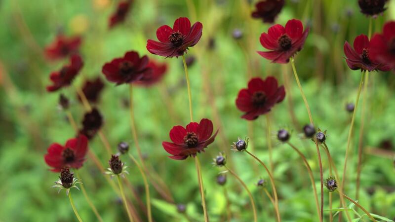 Chocolate Cosmos flowering in an Irish garden. Photograph: Richard Johnston