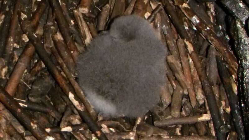 Nature reserve: a Manx shearwater chick on Skellig Michael in September last year