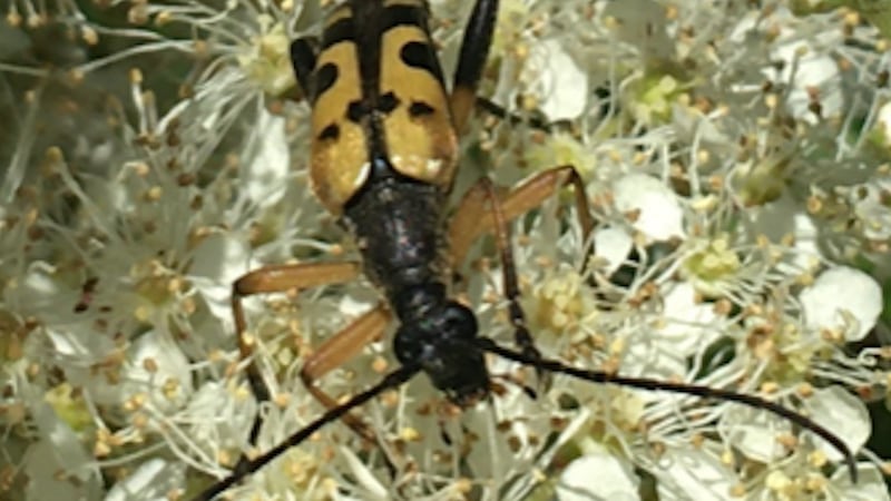 Black and yellow longhorn beetle