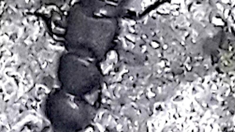 The rove beetle Staphylinus olens, the devil’s coach-horse also known as the dearg-a-daol in this country.