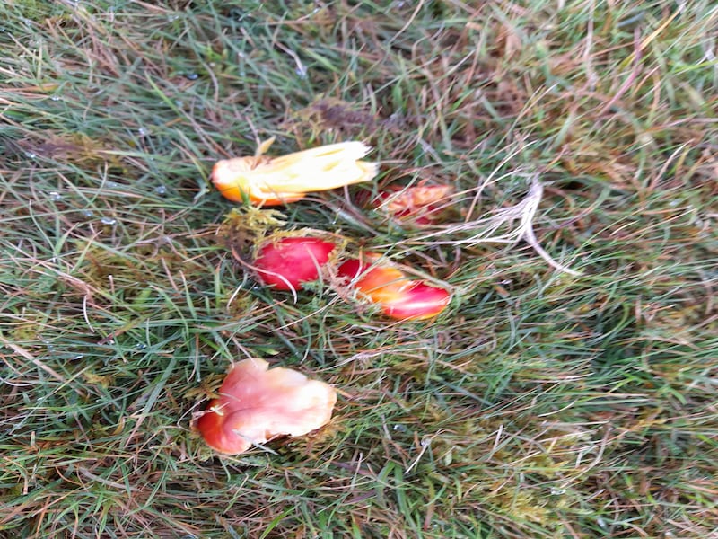 Waxcap fungus. Photograph supplied by Josephine Finn