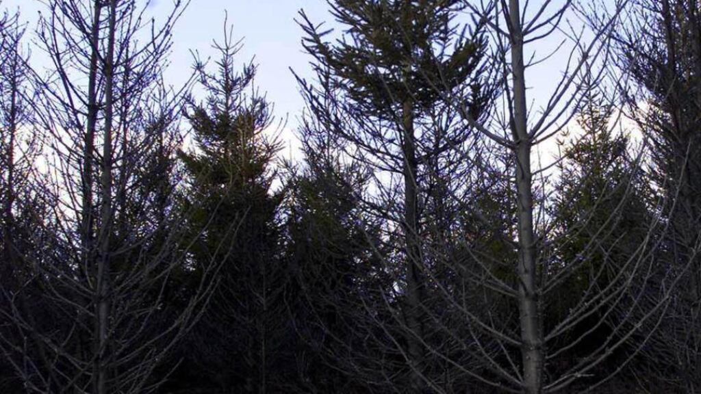A Coillte plantation near Horse & Jockey in Tipperary. It has hired a former advisor to the Minister for Agriculture as its new chief executive.