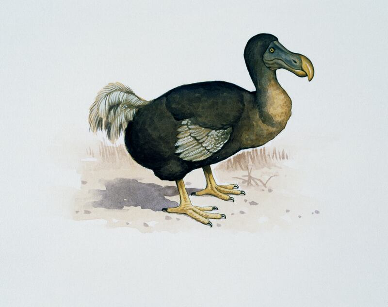 To dodo or not to dodo? The prospect of reviving lost species raises ethical questions for scientist. Artwork by Kevin Lyles. Photograph:  DeAgostini/Getty Images