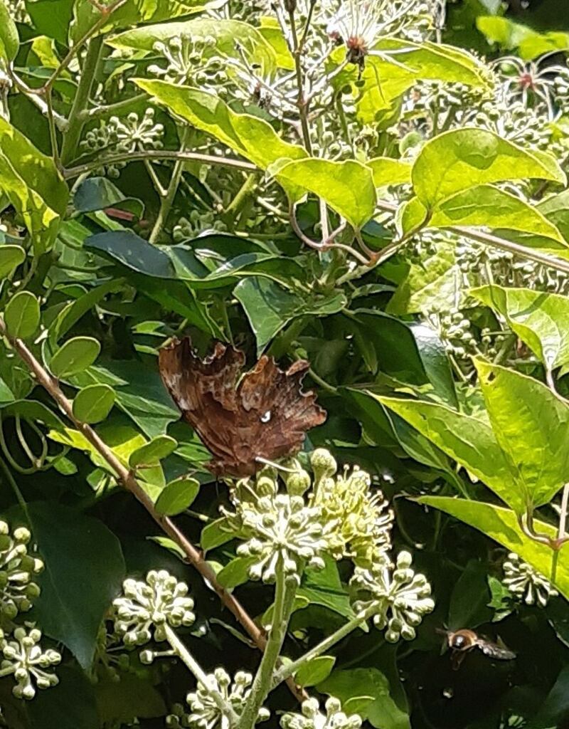 Comma butterfly