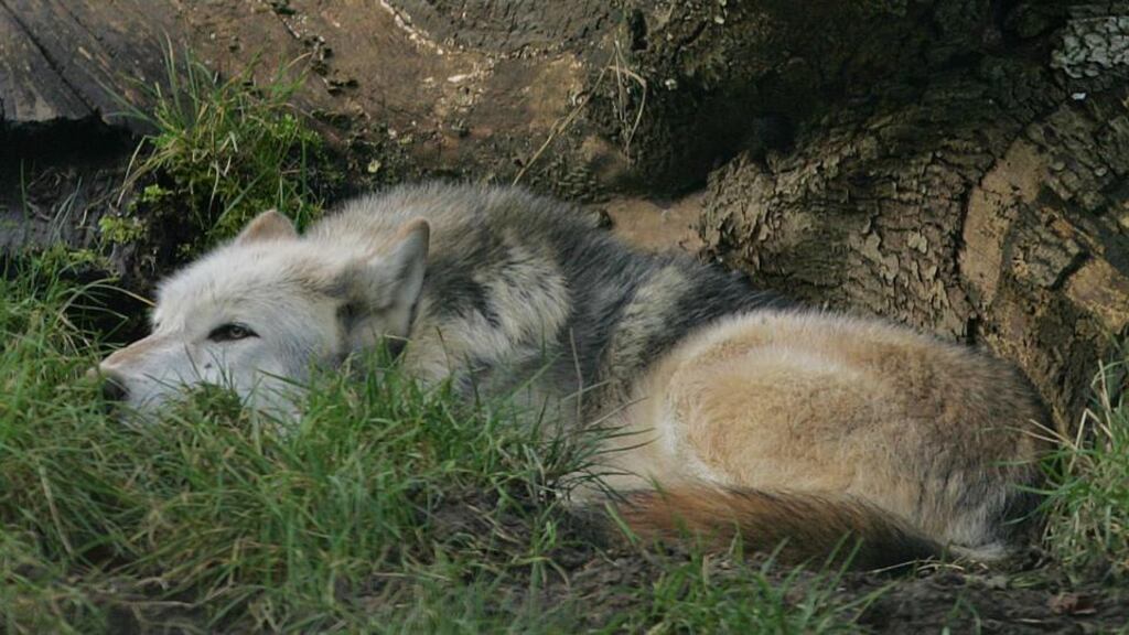 A Grey Wolf at Dublin Zoo Winter. Dublin Zoo has its own pack of eight wolves and their pre-dawn howling chorus is a “beautiful and magnificent” sound says the zoo’s director Leo Oosterweghel. Photograph: Bryan O’Brien/The Irish Times