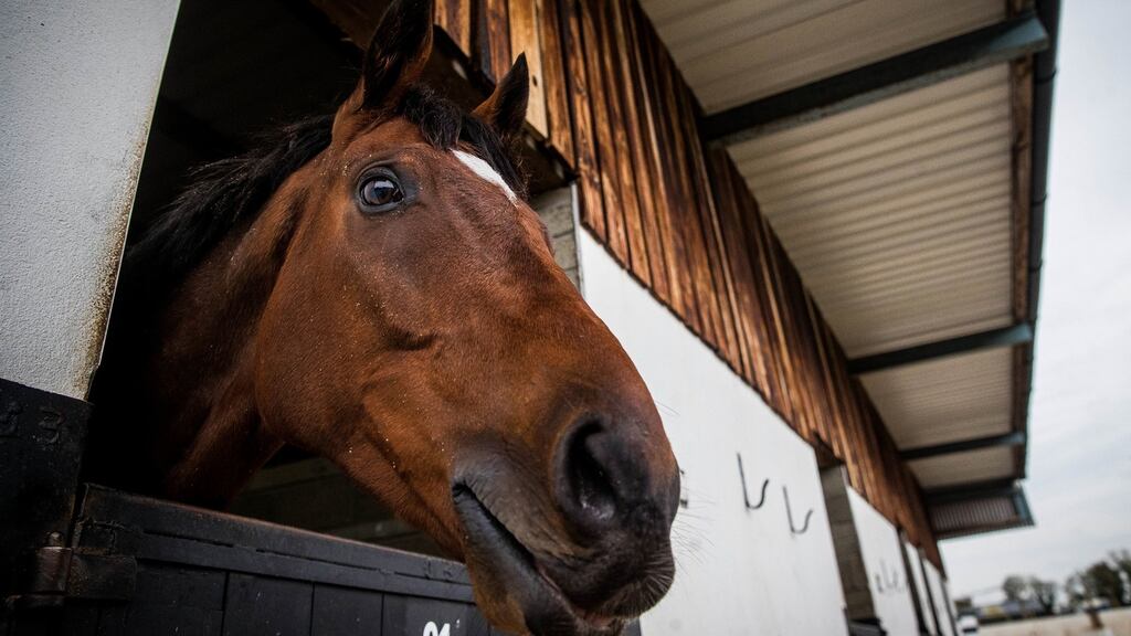 Tiger Roll returns to action on the flat at Navan today. Photograph: Ryan Byrne/Inpho