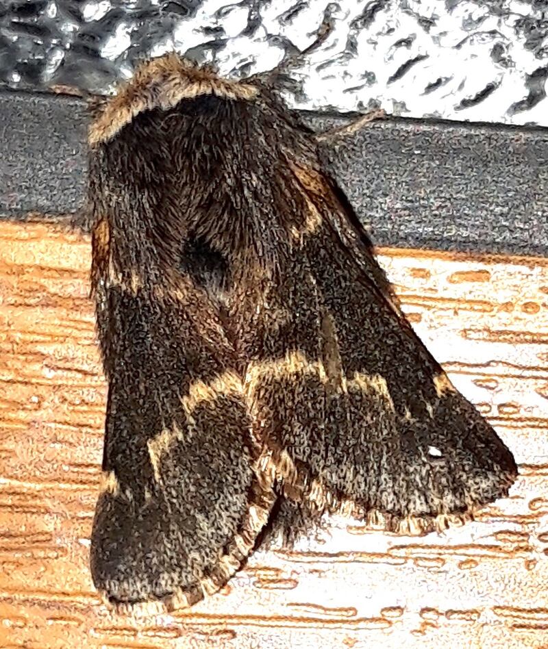 December moth