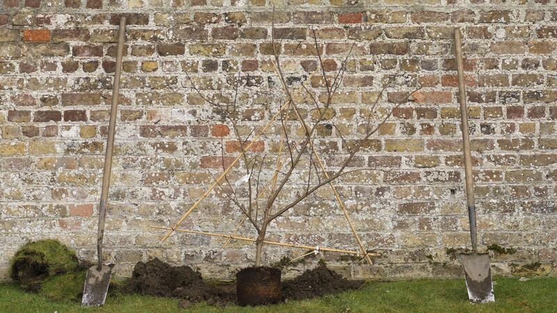 A young container-grown fruit tree ready to be planted. Photograph: Richard Johnston