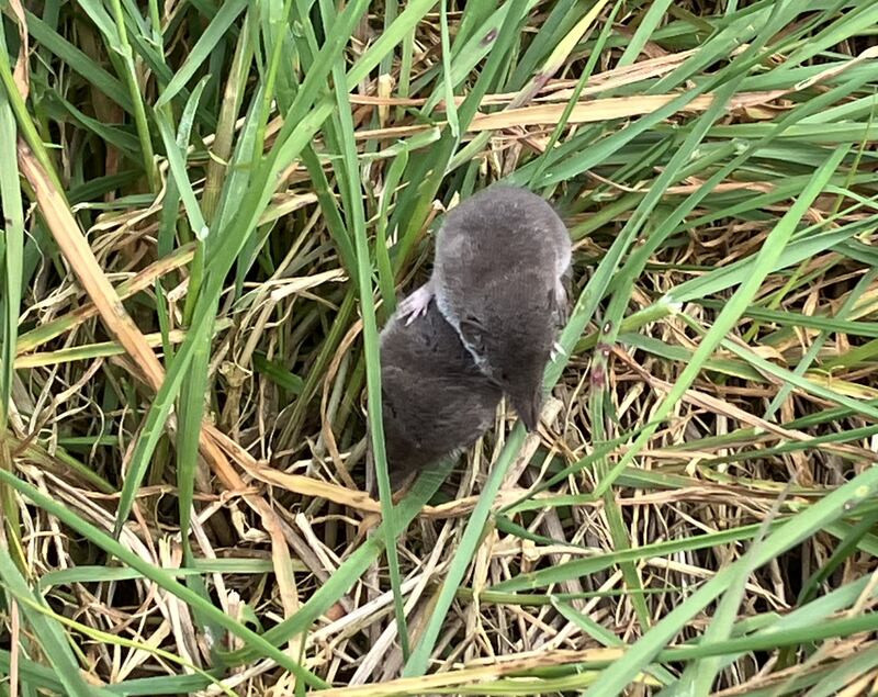 White-toothed shrews. Photograph: John McNamara