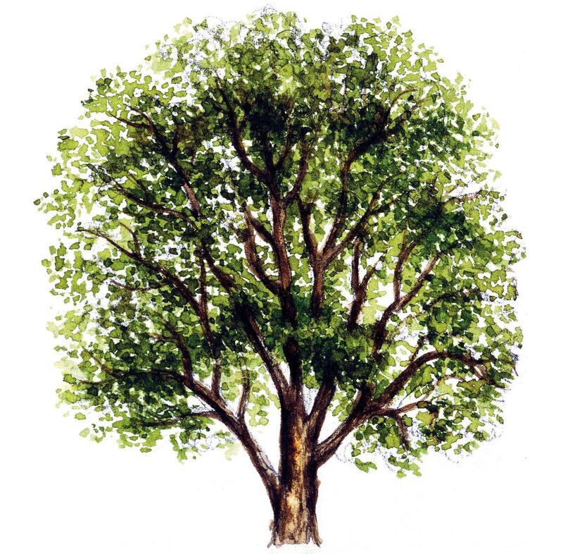 UNSPECIFIED - MARCH 03: Wych elm or Scots elm (Ulmus glabra), Ulmaceae, tree with and without foliage, leaves, flowers and fruits, illustration. (Photo by DeAgostini/Getty Images)