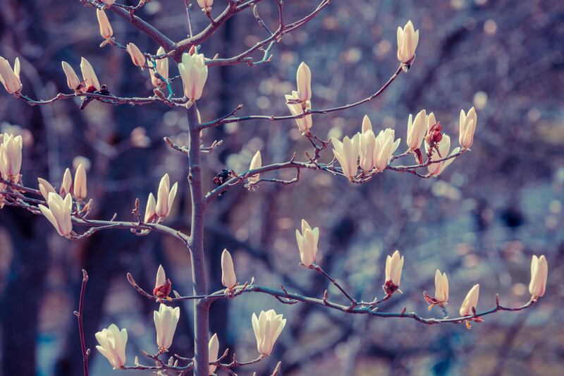 Magnolia stellata tree