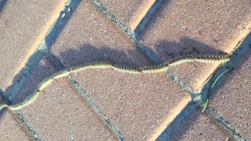 Eyes on nature: the pine processionary caterpillars that Enda Mac Dermott saw in Spain