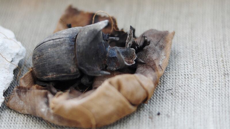 A mummified scarab beetle  on display at the Saqqara area  in Egypt. Photograph: Mohamed Abd El Ghany/Reuters