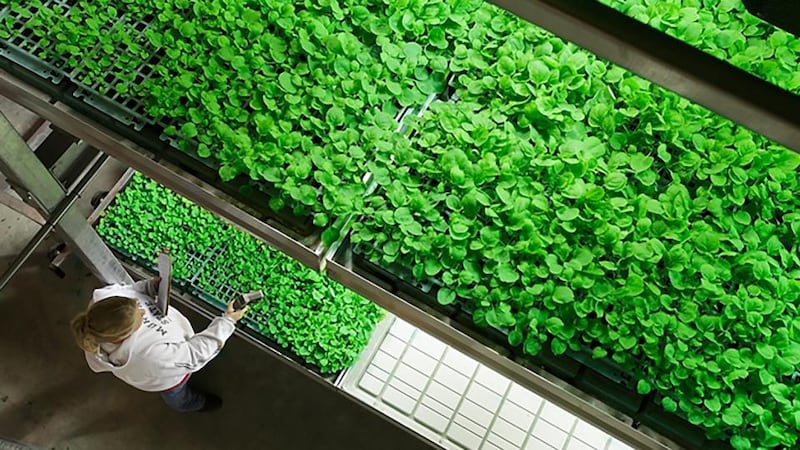 Experimental: ZMapp, a possible treatment for Ebola, is made with specially grown tobacco leaves. Photograph: Kentucky Bioprocessing/EPA