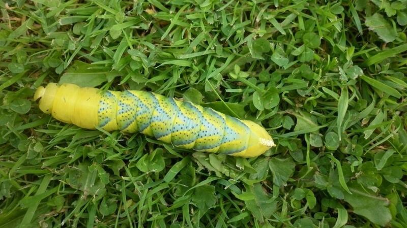 The death’s head caterpillar that Kathleen Gleeson saw