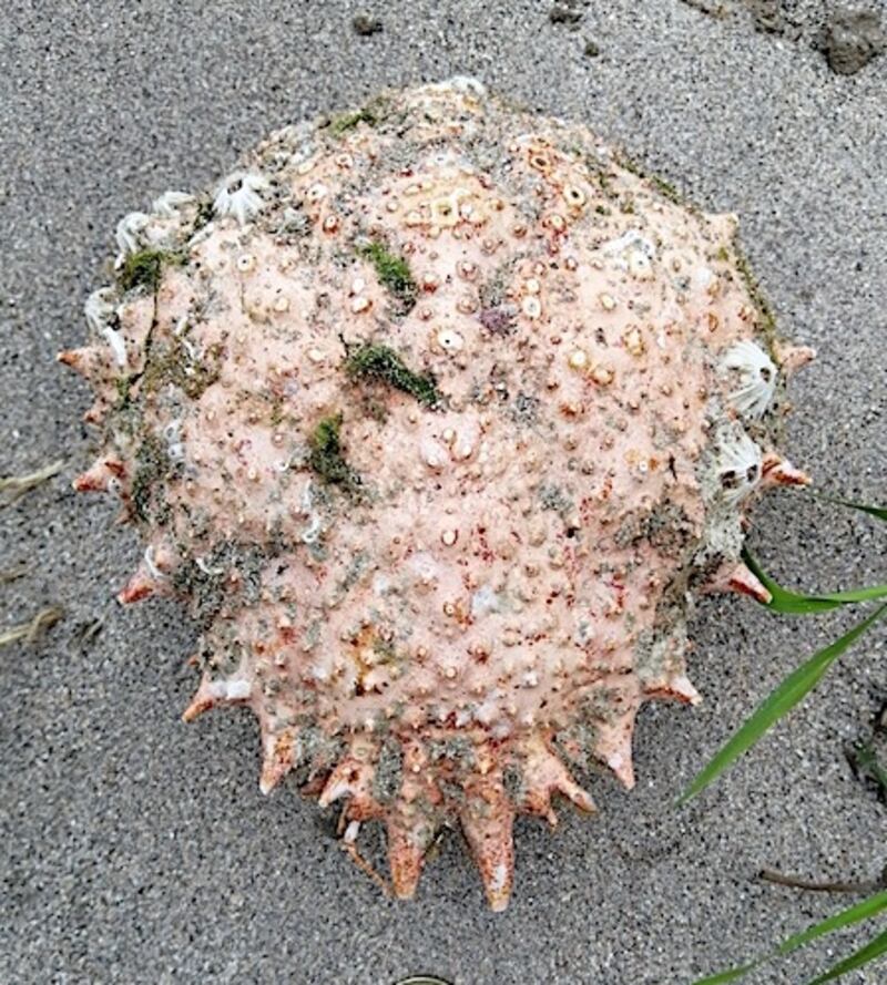 Dead man’s fingers corral