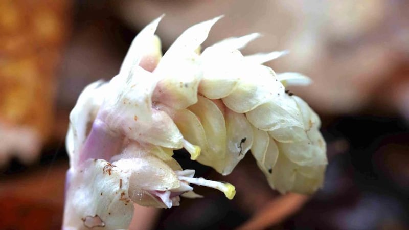 Eye on nature: the toothwort that Emer O’Shea saw; it’s also called corpse flower, because people thought it grew where bodies were buried