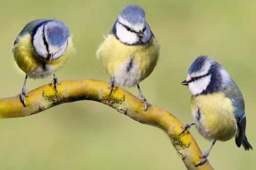 How to build a bird-friendly garden