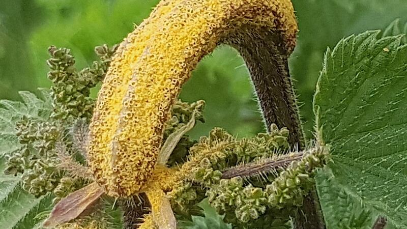 The nettle clustercup rust fungus, Puccinia urticata.