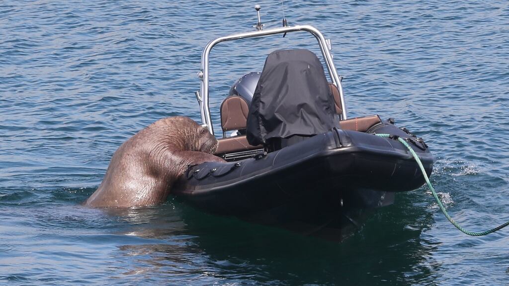 “Wally” the arctic walrus takes an interest in a boat off the coast of Ardmore, Co Waterford. Photograph: Niall Carson/PA Wire