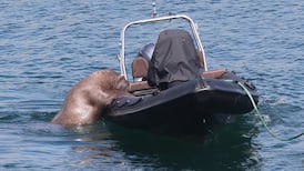 People urged not to approach walrus spotted off Co Cork coast