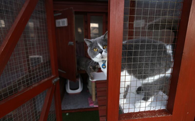 Photograph: Laura Hutton