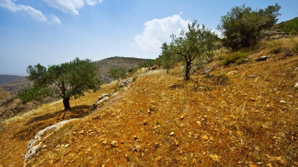 Olive trees in Palestine
