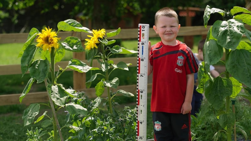 Dare your child to grow the world’s tallest sunflower