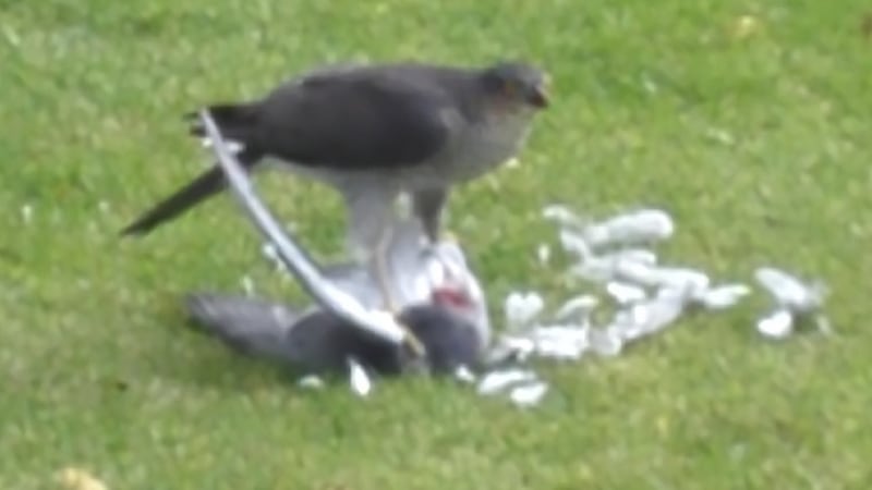 A sparrowhawk with its prey, a pigeon.
