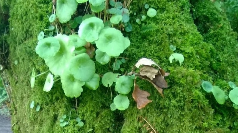 Navelwort