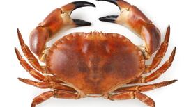 Spice up your sandwich with more than a pinch of crab meat