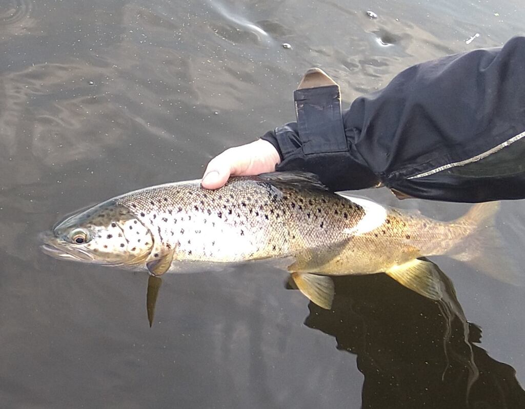 A splendid example of a healthy Lough Sheelin trout.