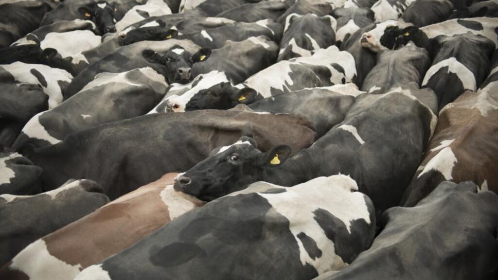 Factory farmed cows and chickens: ‘The intensification of animal farming has virtually destroyed the nutritional quality of our food,’ says Prof Michael Crawford, of London’s Institute of Brain Chemistry and Nutrition.  Photographs: Getty Images